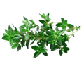 Thyme