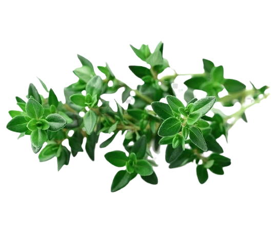 Thyme
