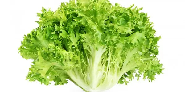 Curly endive head with ruffled green leaves and pale white center