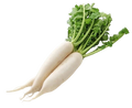 White mooli radishes with leafy greens attached, fresh root vegetables