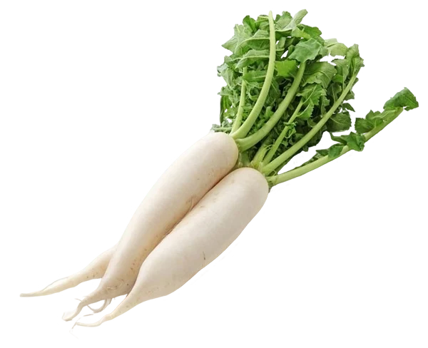 White mooli radishes with leafy greens attached, fresh root vegetables