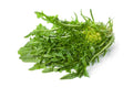 Chicory Puntarella