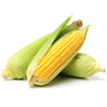 Fresh corn cobs with green husks and golden kernels