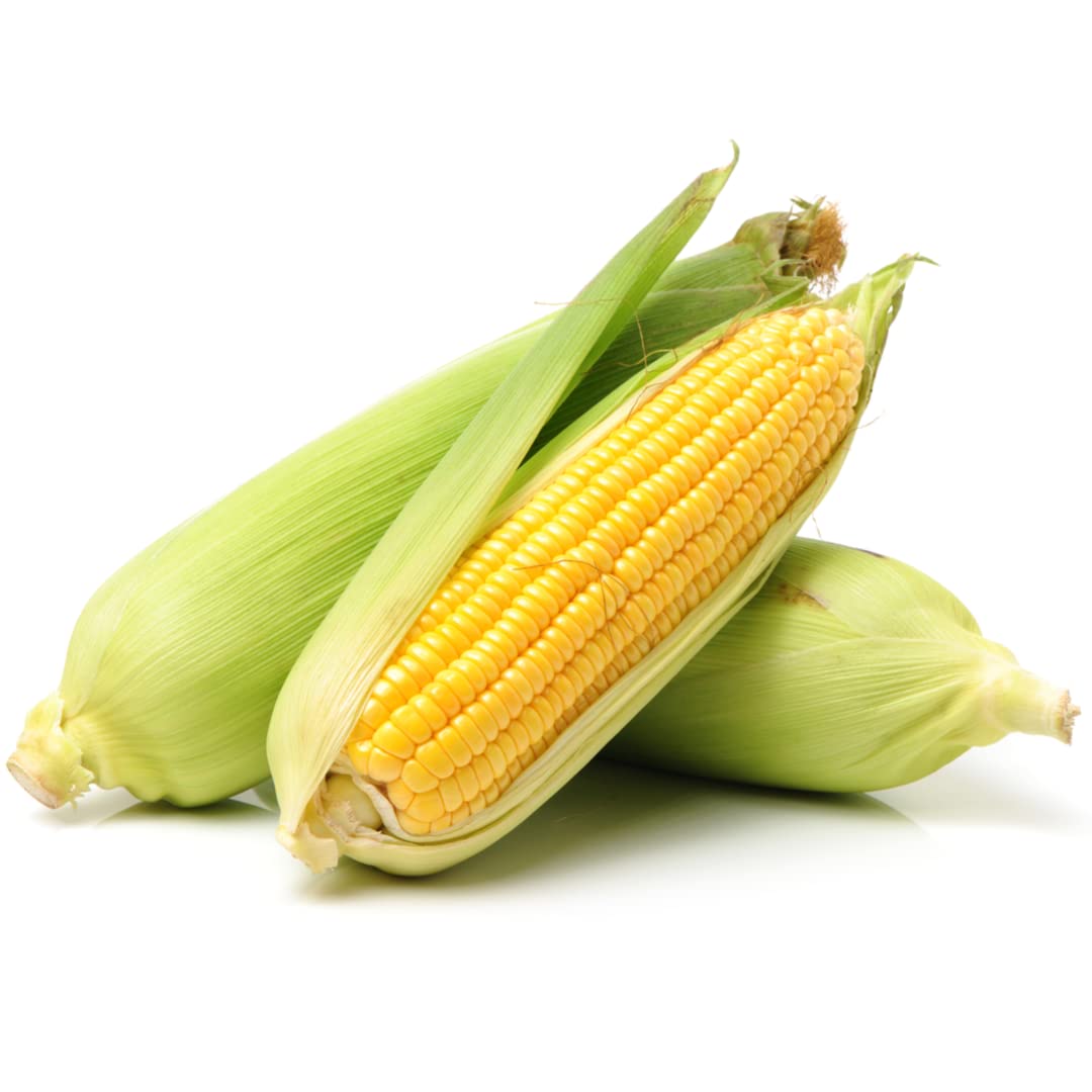 Fresh corn cobs with green husks and golden kernels