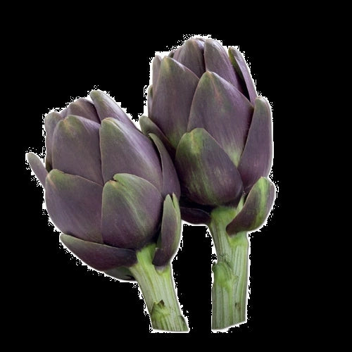 Artichokes Purple Stem