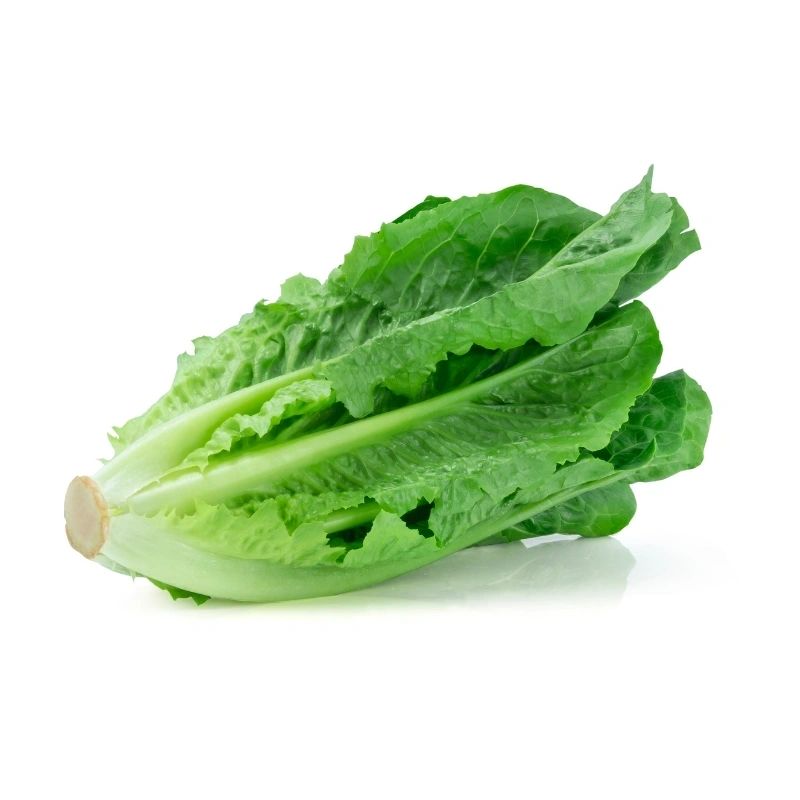 Lettuce