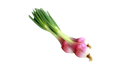 Onion spring red