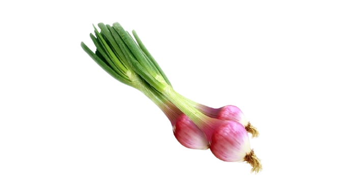 Onion spring red