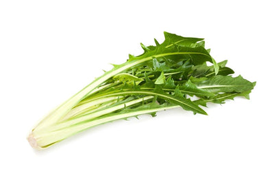 Chicory Smooth Catalogna Bunch