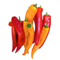 Long chili peppers bunch, red and orange with green stems
