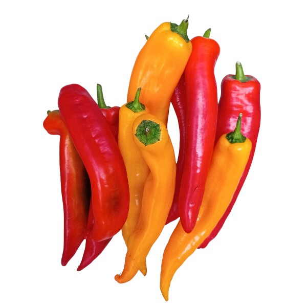 Long chili peppers bunch, red and orange with green stems