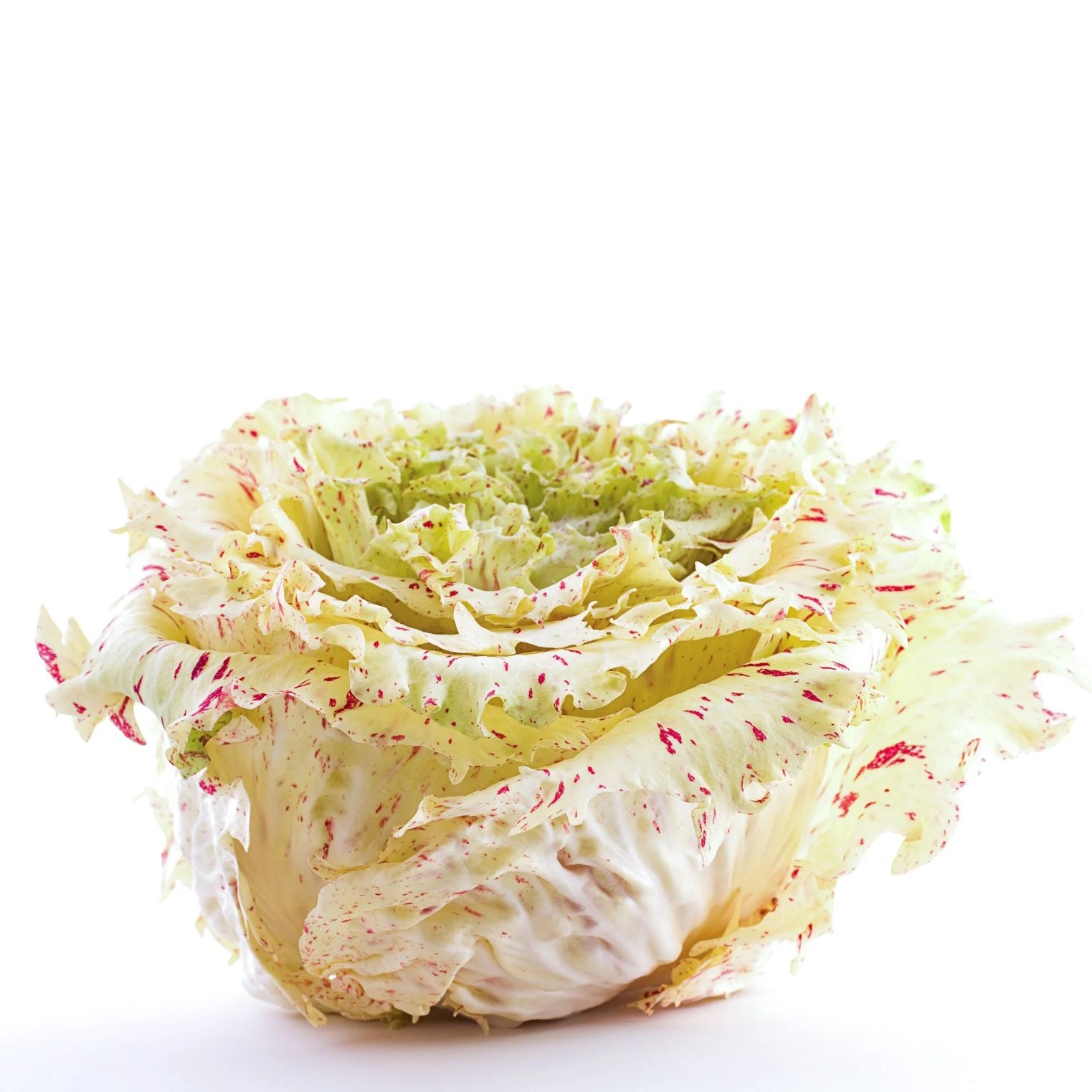 Radicchio Castelfranco