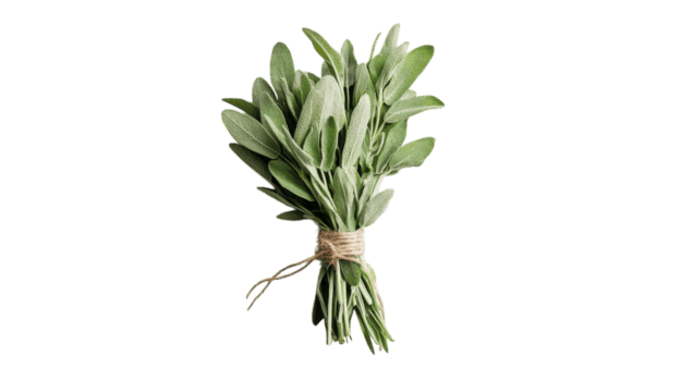 Bundle of sage herbs with green leaves tied with twine