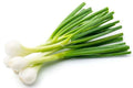 Onion spring white
