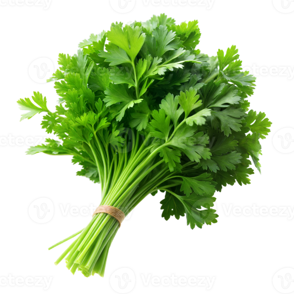 Fresh parsley bunch with bright green leafy fronds and green stems bundled