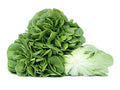 Fresh green leaf lettuce with ruffled leaves, cut side showing pale inner layers
