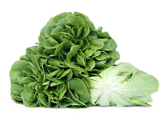 Fresh green leaf lettuce with ruffled leaves, cut side showing pale inner layers